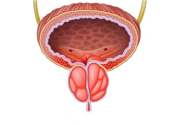 prostate inflammation in men