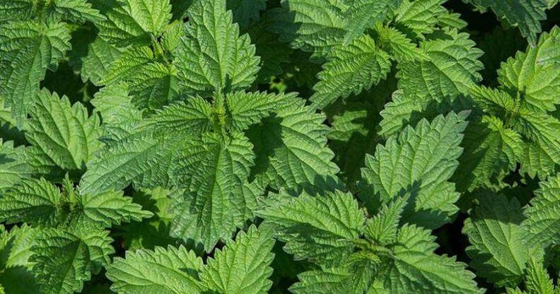 Urtiga for the treatment of prostatitis